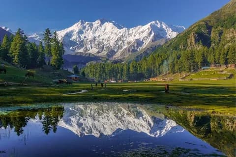 Green meadow with a still pool reflecting the snow face of Nanga Parbat, horses grazing at the edge of the pine forest
