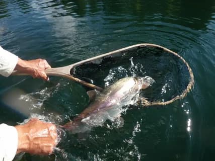 A trout caught in a Gilgit-Baltistan stream