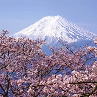 Pink cherry blossom in the foreground of a snow-capped conical peak against a clear blue sky