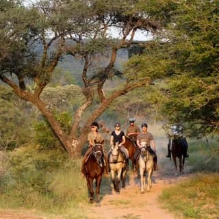 Riders on horseback following a sandy trail beneath large spreading trees
