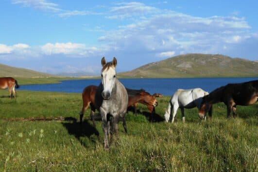 Horses grazing on green grassland beside the blue water of Sheosar Lake on the Deosai plateau, rounded hills behind