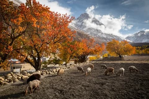 Autumn colours in a Gilgit-Baltistan valley