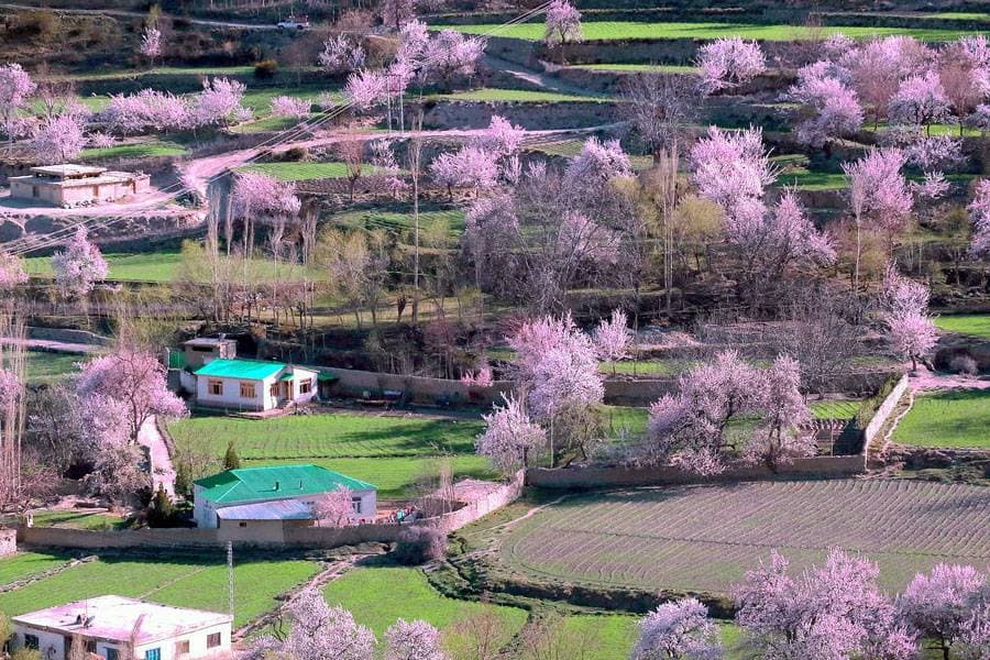Spring cherry blossom in northern Pakistan